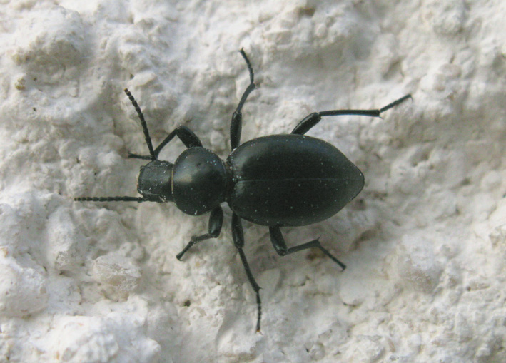 coleottero da identificare: Tentyria grossa